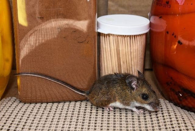 effective mice repellents