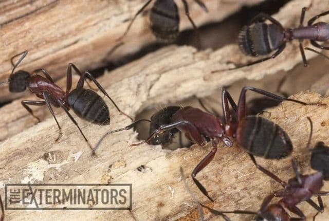 how to stop ants from terrorizing your home