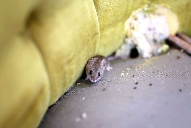 learn to remove mice from your home