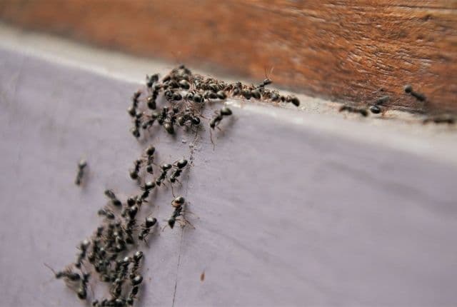 what you need to know about ant control