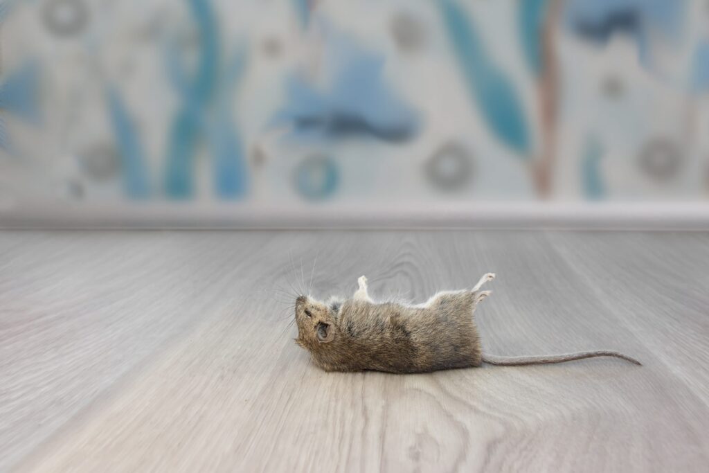 What Exactly do Exterminators do About Mice