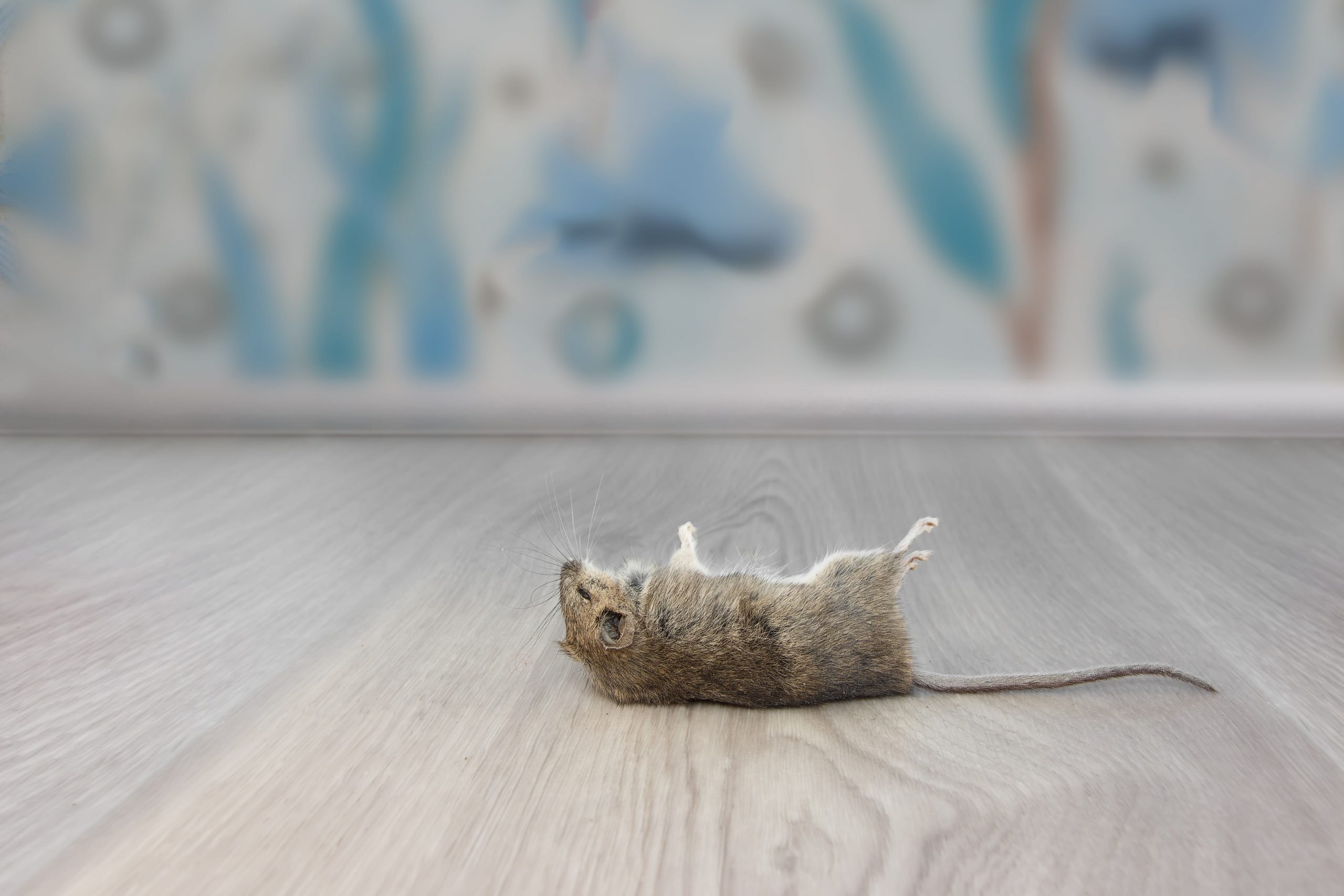 What Exactly Do Exterminators Do About Mice? Pest Control Markham