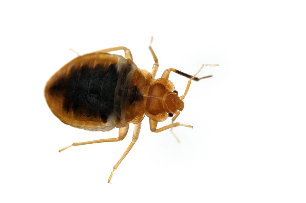 bed bug exterminator markham