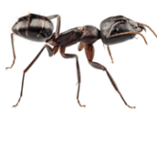 carpenter ant control markham