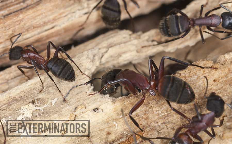 carpenter ants exterminator markham