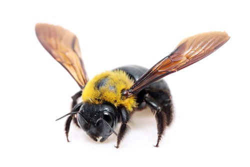 carpenter bees