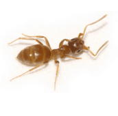 citronella ant control markham