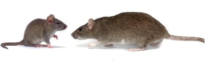mouse and rat pest control markham
