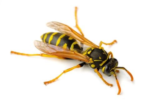 paper wasps markham