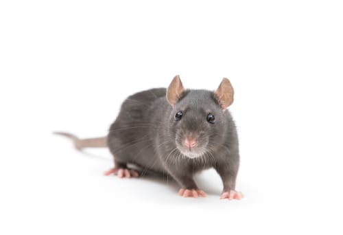 rat exterminator Markham