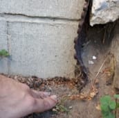 rat inspection markham