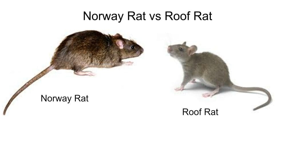 roof rat vs norway rat control markham