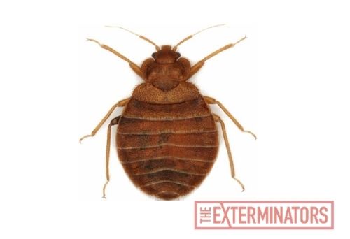 bed bug exterminator markham