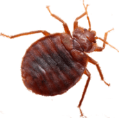 bed bug control markham