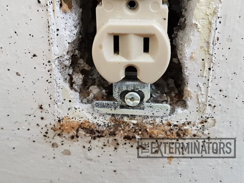 bed bug infestation in wall outlet