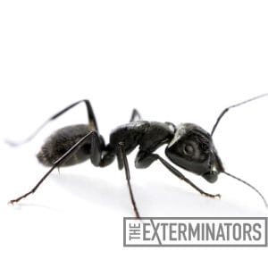 ant exterminator markham