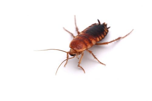 cockroach control markham