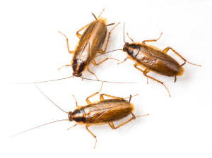 cockroach infestation markham