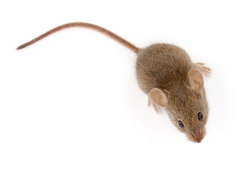 mice exterminator markham