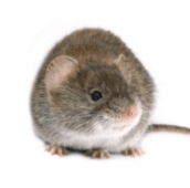 mice control markham