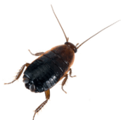 oriental cockroach markham