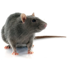 rat exterminator