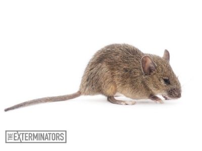 rodent exterminator markham