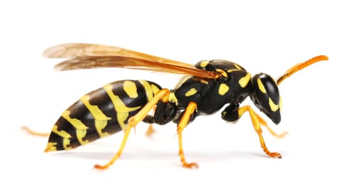 wasp control markham