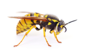 wasp removal